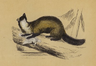 Pine Marten (färglitografi) av English School
