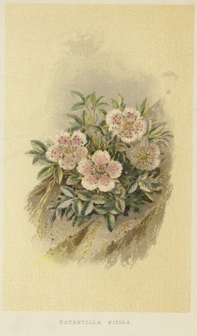 Rosa cinquefoil av English School