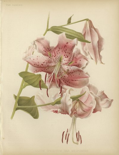 Rosa lilja av English School