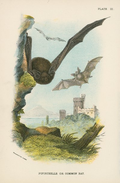 Pipistrelle eller vanlig fladdermus av English School