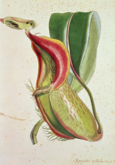 Mmea wa mtungi: Nepenthes villosa (kula wadudu), iliyotiwa saini H.K (lithograph ya rangi)swed av English School