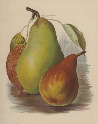 Pitmaston hertiginna, Durondeau av English School