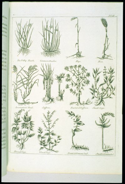 Plants from Culpepers English Physician and Complete Herbal, publicerad 1790 av English School