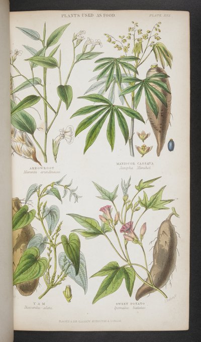 Växter som används som mat, från "A Manual of Indian Botany" av English School