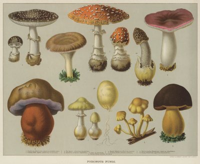 Giftiga svampar (färg litho) av English School