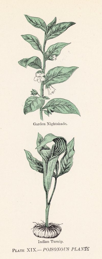 Giftiga växter (färg litho) av English School