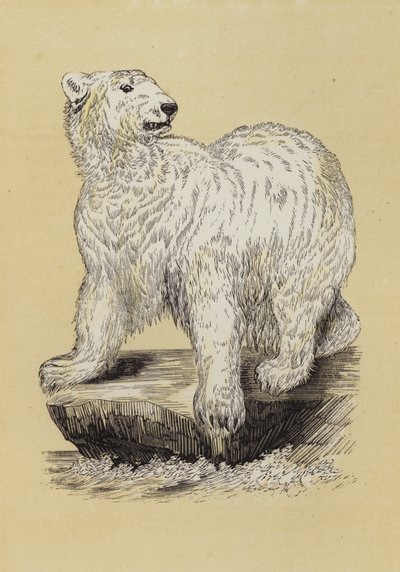 Isbjörn (färg litho) av English School