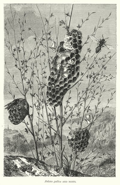 Polistes gallica och bon (gravyr) av English School