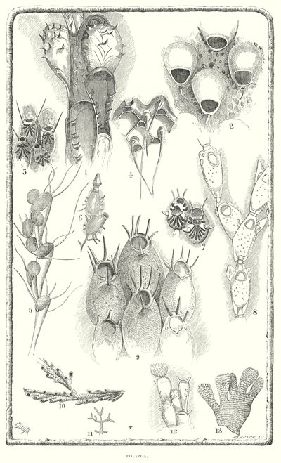 Polyzoa (gravyr) av English School