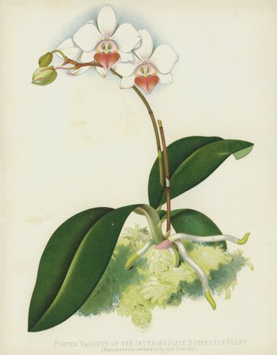 Portes Variety of the Intermediate Butterfly Plant, Phalaenopsis Intermedia, var Portei av English School