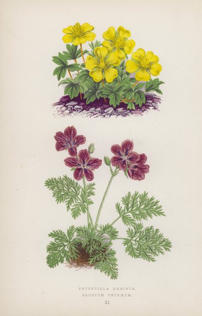 Potentiellt tvetydig; Erodium Petraeus (färg litho) av English School