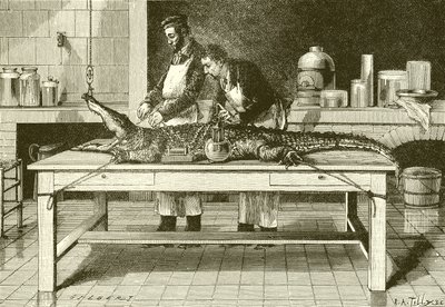 Kraften i en krokodil käkar av English School