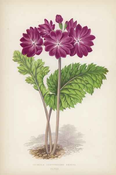 Primula Cortusoides Amoena (färg litho) av English School
