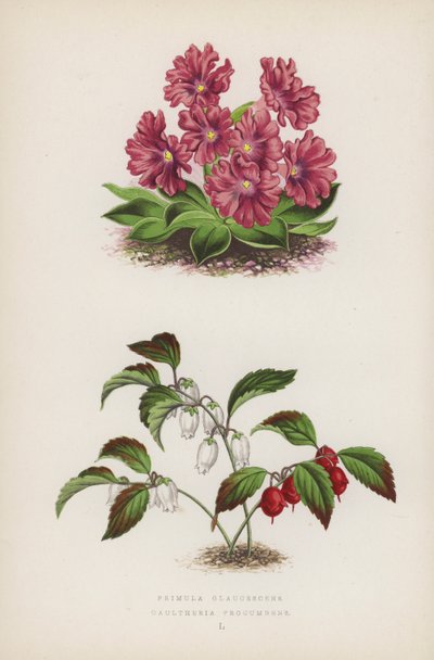 Primula Glaucescens Gaultheria procumbens (färg litho) av English School