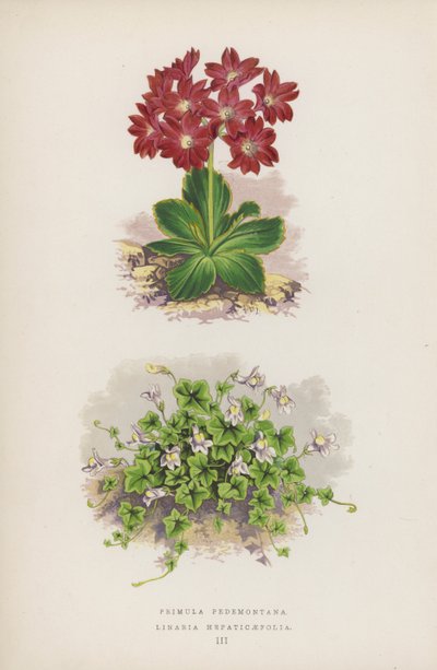 Primula Pedemontana; Linaria Hepaticaefolia (färglitografi) av English School