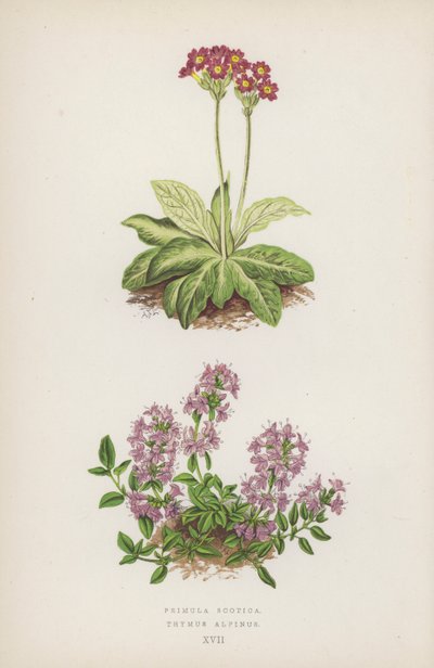 Primula Scotica; Thymus Alpinus (färglitografi) av English School