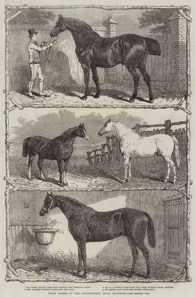 Prishästar i Agricultural Hall, Islington (gravyr) av English School