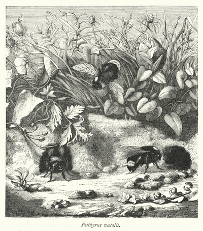 Psithyrus vestalis (gravyr) av English School