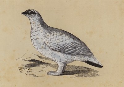 Ptarmigan (färglitografi) av English School
