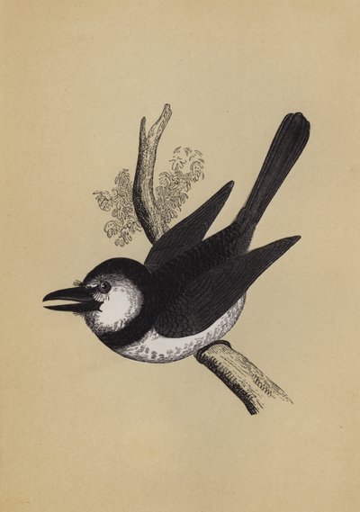 Puff Bird (färg litho) av English School