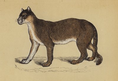 Puma (färg litho) av English School