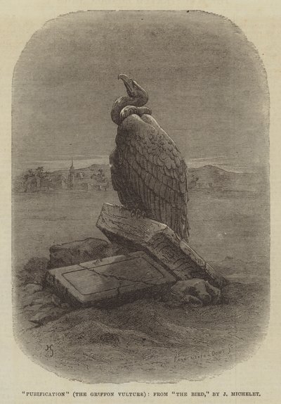 "Purification" (Griffon Vulture), från "The Bird," av J Michelet (gravyr) av English School