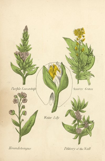 Purple Loosestrife, Skörbjugg, Näckros, Houndstongue, Petitory of the Wall (färg litho) av English School