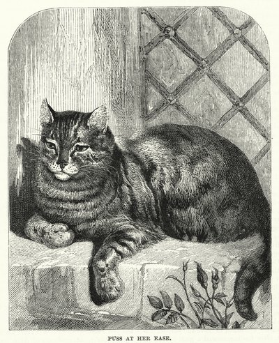 Puss på hennes lätthet (gravyr) av English School