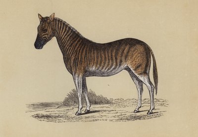Quagga (färg litho) av English School