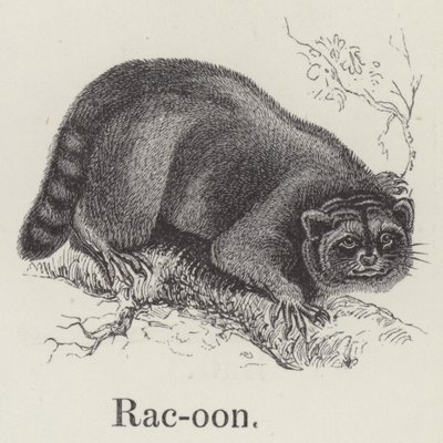 Racoon (gravyr) av English School