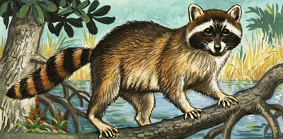 Racoon av English School