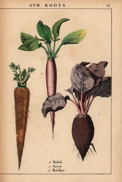 大根、人参、赤ビーツ。  、「教育的な絵本、または野菜の世界からの教訓」[シャーロット・メアリー・ヤング]、エジンバラスウェーデン語より av English School