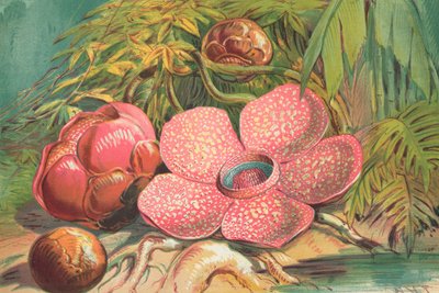 Rafflesia Arnoldii, jätteblomma i regnskogarna på Sumatra av English School