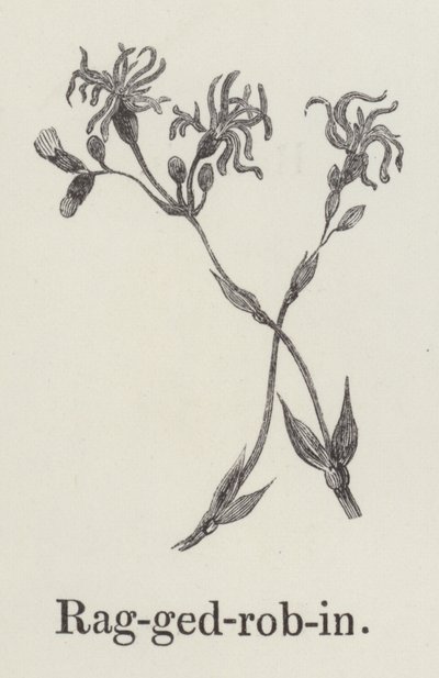 Ragged Robin (gravyr) av English School