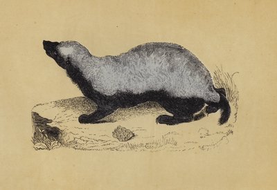 Ratel (färglitografi) av English School