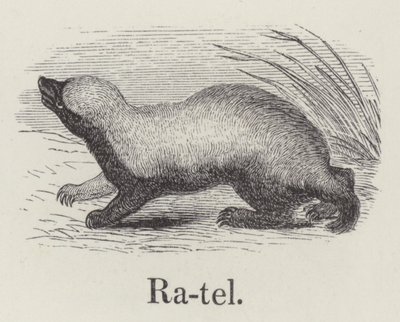 Ratel (gravyr) av English School