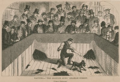 Ratting på Graham Arms (gravyr) av English School