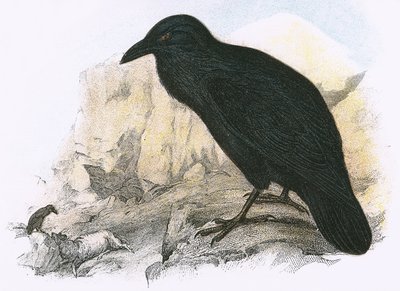 Raven av English School