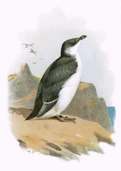 Razorbill av English School