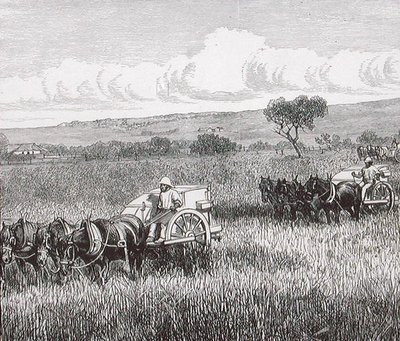 Reaping, South Adelaide, Australien av English School