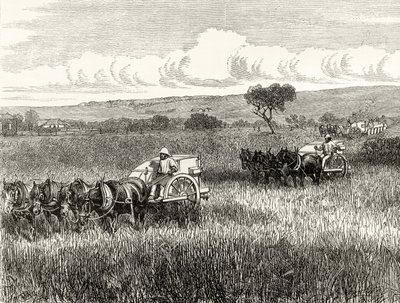 Reaping in South Adelaide, c.1880, från 