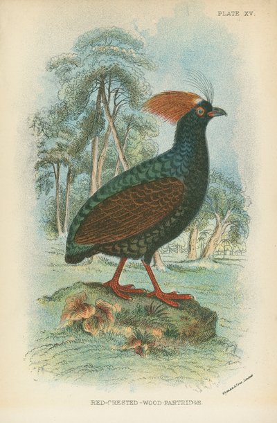 Röd-Crested-Wood-Partridge av English School
