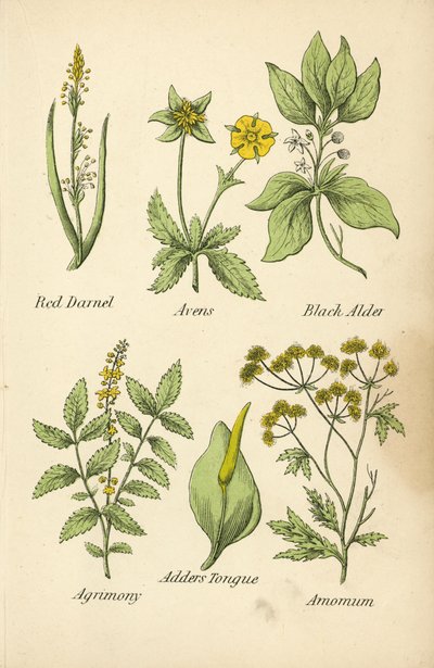 Röd darnell, avens, svart al, agrikon, huggormstunga, amomum (färglitografi) av English School