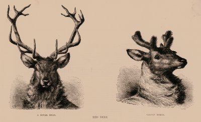 Red Deer (gravyr) av English School