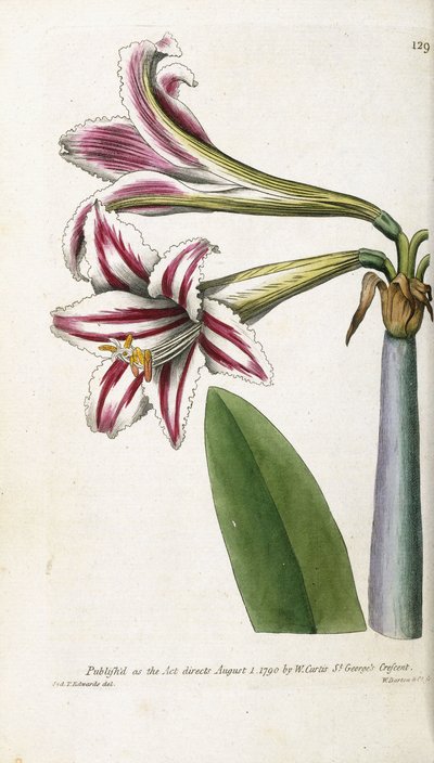 Röd- och vitrandig lilja, 1799-1810 av English School