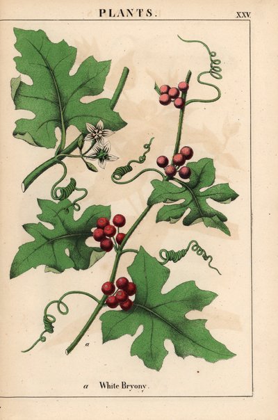 Röd bryony med röda bär. Bryonia dioica   , från "The Instructive Picturebook, or Lessons from the Vegetable World," [Charlotte Mary Yonge], Edinburgh av English School