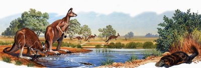 Roter Känguru und Schnabeltier von English School