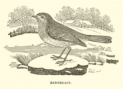 Rödbröst (gravyr) av English School