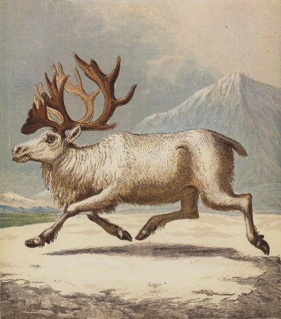 Renar (färg litho) av English School