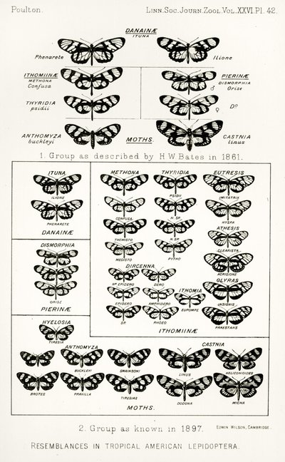 Likheter i tropiska amerikanska lepidoptera, illustration från The Hope Reports, Vol. II, 1897-1900., redigerad av Edward B. Poulton, Oxford, 1901 av English School